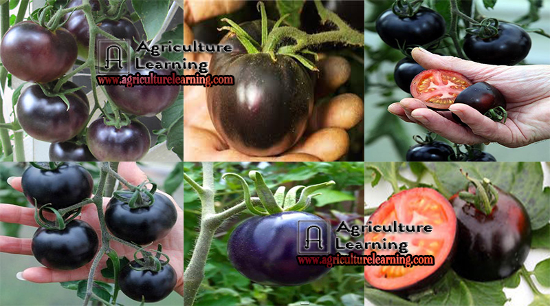 বাংলাদেশে কালো জাতের নতুন টমেটো ‘ ব্লাক বিউটির ‘ বৈশিষ্ট্য