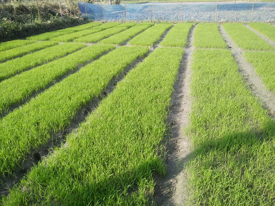 ধানের চারাপোড়া  বা ঝলসানো রোগ দমনে সতর্কতা ও করণীয়