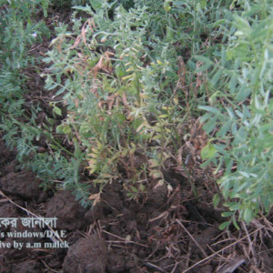 মসুরের গোড়া পচা রোগ