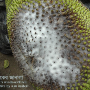 কাঁঠালের ফল পচা রোগ