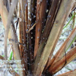 বাদামি ঘাস ফড়িং