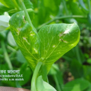 মটরশুঁটির থ্রিপস পোকা