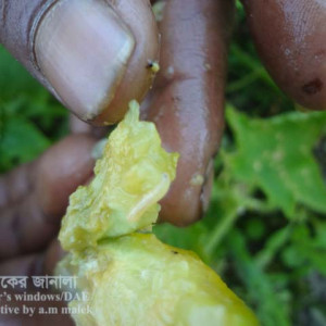 খিরার ফলের মাছি পোকা