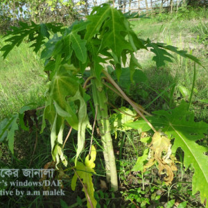 পেপের গোড়া পঁচা রোগ