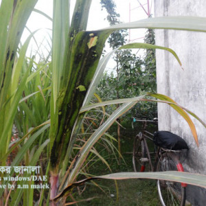 আখের সুটিমোল্ড রোগ